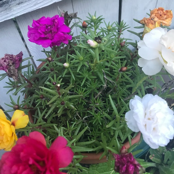 💕LIVE SHOW NOTIFICATION🌺 - Picture 7 of 16